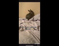 Bunny turns around to music