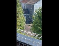 Magpie annoys the fox then in leaves 