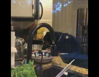 Dog is caught licking food 