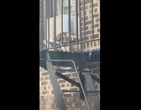 Collab WINY - Hawk eats bird in fire exit stairs