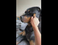 Dog gets nose tapped 