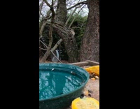 Woodpecker pecks sparrow bird that approached tree