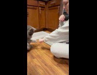 Woman teaches cat tricks on the kitchen