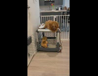 Brown dog lays on top of crate 