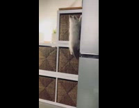 Kitten learning how to climb 