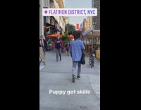 Guy walks grey dog stands on shoulders 