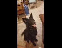 Dog begging hooman for food 