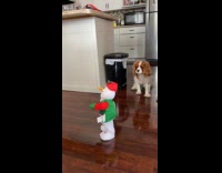 Dog curious about  snowman toy that dances