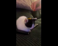 Woman putting reese pieces on kittens head