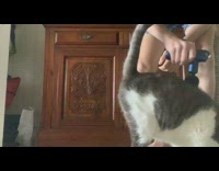 Cat get back massage with piston massager