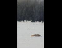 Fox jump and dive into snow hunt rodents