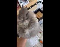 Collab BitchIG2 - Walking into room and then picking up grey rabbit bunny on the floor 