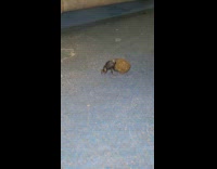 Dung beetle steal poop from dog shelter