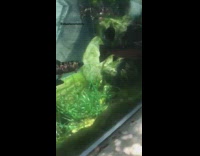 Baby boy in stroller watches fish aquarium 