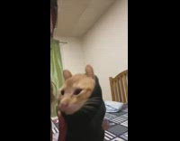 Collab BitchMP - Orange cat inside of black sock held by girl