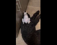 Cat kneading dogs fur