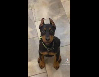 Collab BitchMP - Little black dog in kitchen staring at owner