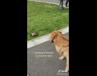 Golden retriever dog curious about turtle