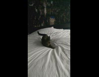 cat spinning around in circles on bed