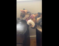 Cat struggle to rest on two chairs