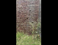 Spider in middle of large spiderweb outside 