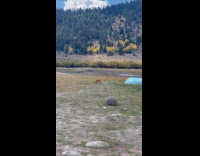 Brown dog enjoys runs around the field