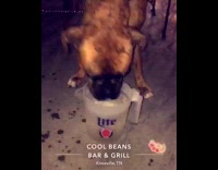 Brown dog drinking water out of a lite water pitcher