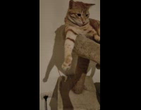 Cat on cat tower dabs with filmer