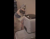 Cat chews bites white automatic feeder bandana 