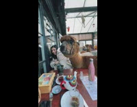 Two alpacas get close to mom 