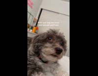 Collab Clips MPUGC - Woman pats her head in front of dog 