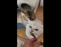 White cat licking a stick held in owners hand 

