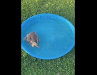 Two grey ducks swim blue plastic pool 