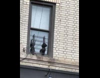 2 black bras hang from window above restaurant 