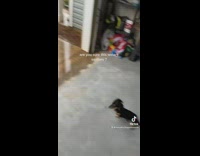 Small black weiner dog looking around garage rain outside 