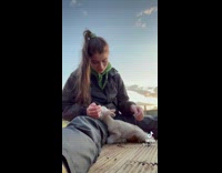 White baby lamb walks up to girl 