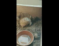 Small tortoise wants to get out box