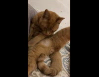 Collab Clips MPUGC2 - Cat spreading legs showing butt