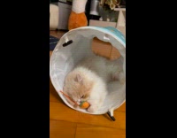 Collab PLC - Cat in tunnel play with carrot plushy