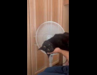 Man holds cat in front of fan
