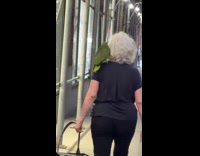 Old woman walk with green parrot on shoulder