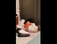 Kitten plays with toy ball near cats