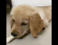 Golden retriever puppy chews white bone treat