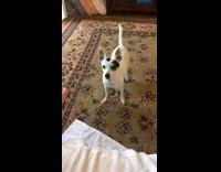 Pet dog growls and jumps in excitement