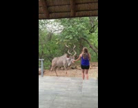 Girl hand feeds large kudu bull animal 