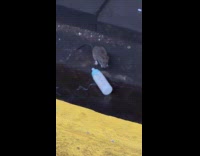 Rat interact with milk bottle on train tracks