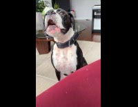 Dog reacts emotionally when owner plays piano