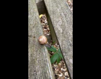Snail crosses on the space of the wood to another wood