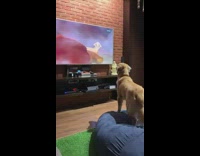 (3RD PARTY CONTENT) Collab DogIG - Large brown dog watches lion king beanbag