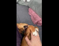 Dog held by owner tries biting collar 